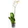 Белая орхидея Фаленопсис в горшке. Гаага